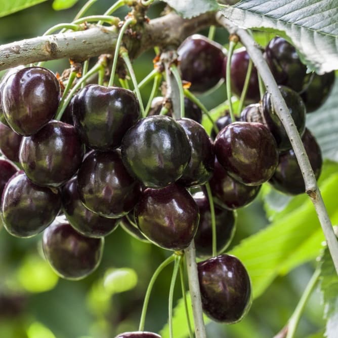 Prunus avium 'Kordia'