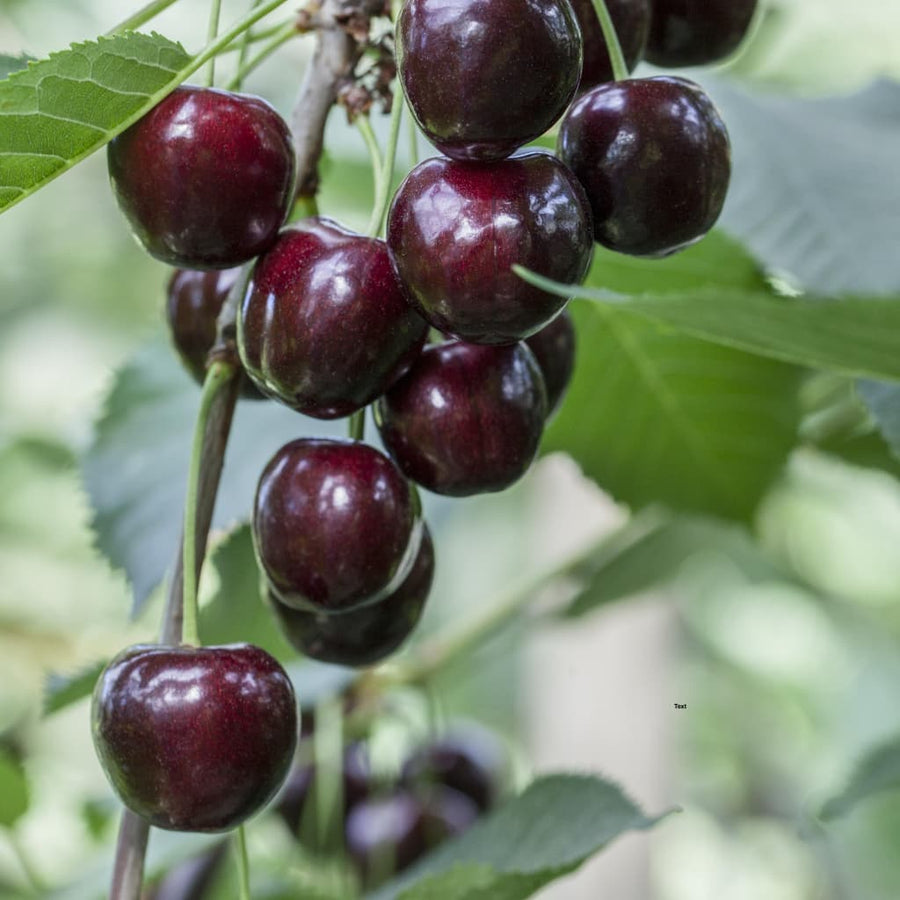 Prunus avium 'Regina'