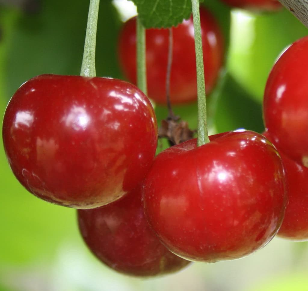 Prunus avium 'Schneiders Späte Knorpelkirsche'