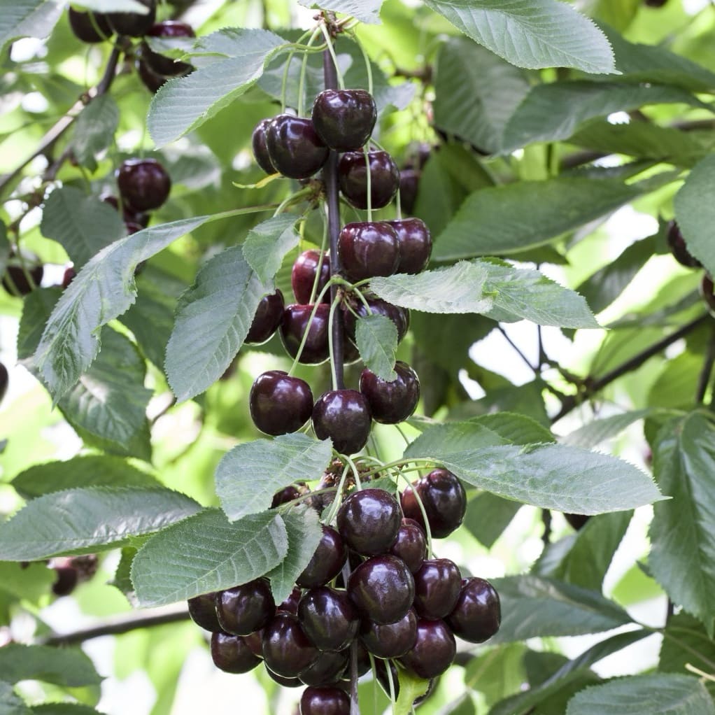 Prunus avium 'Sunburst'