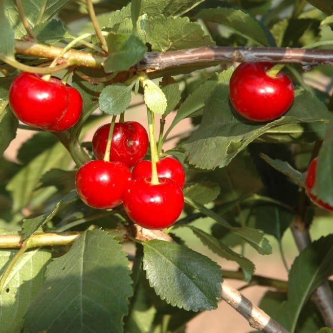 Prunus cerasus 'Safir'
