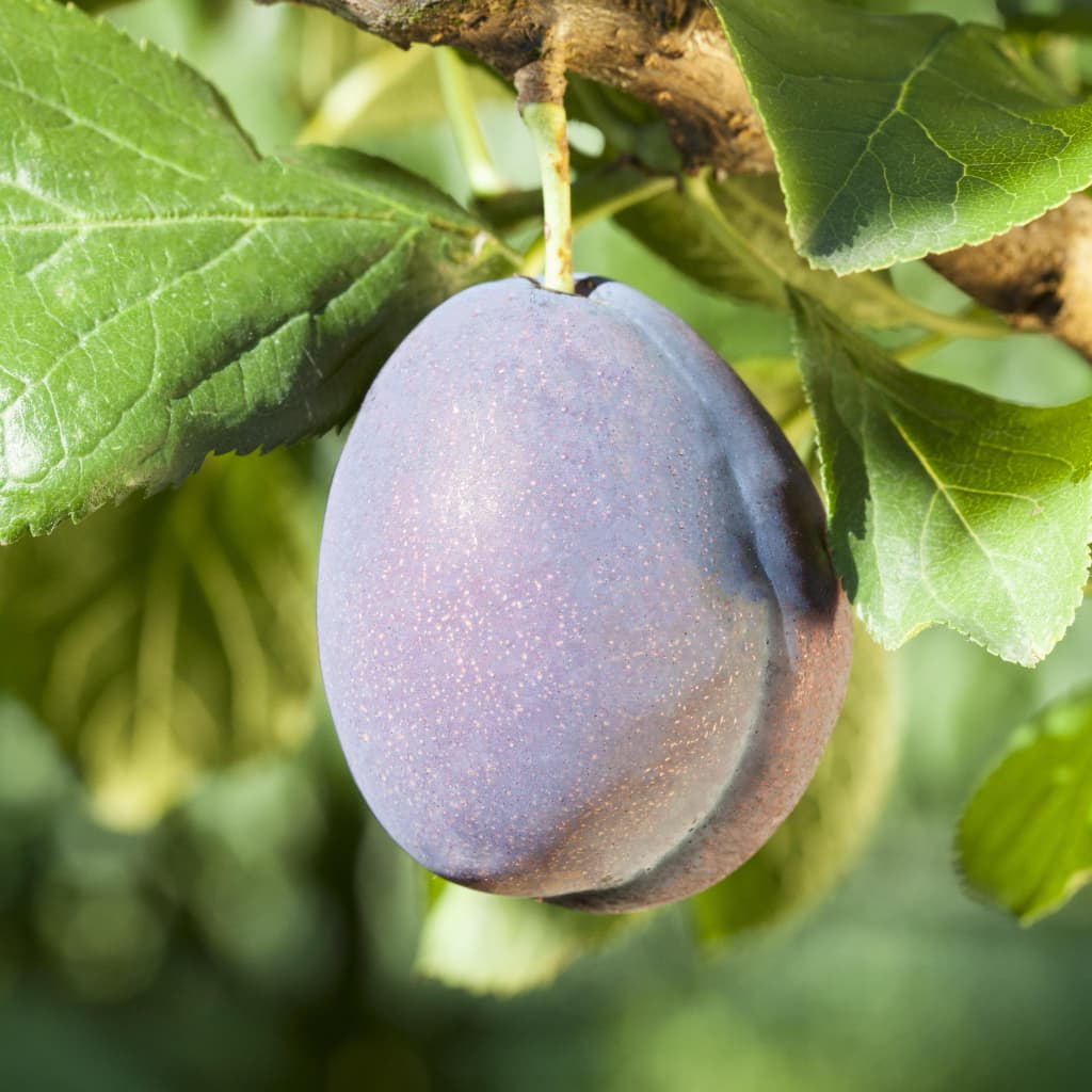 Prunus domestica 'Italienische Zwetsche'