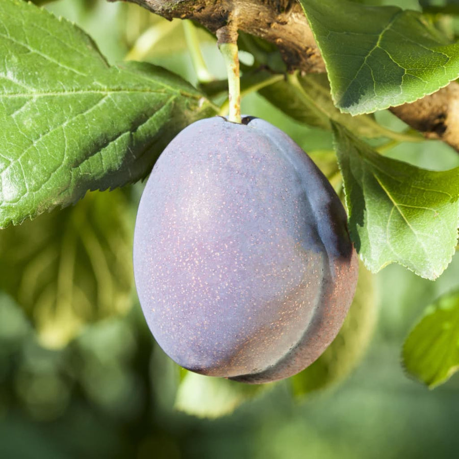 Prunus domestica 'Italienische Zwetsche'