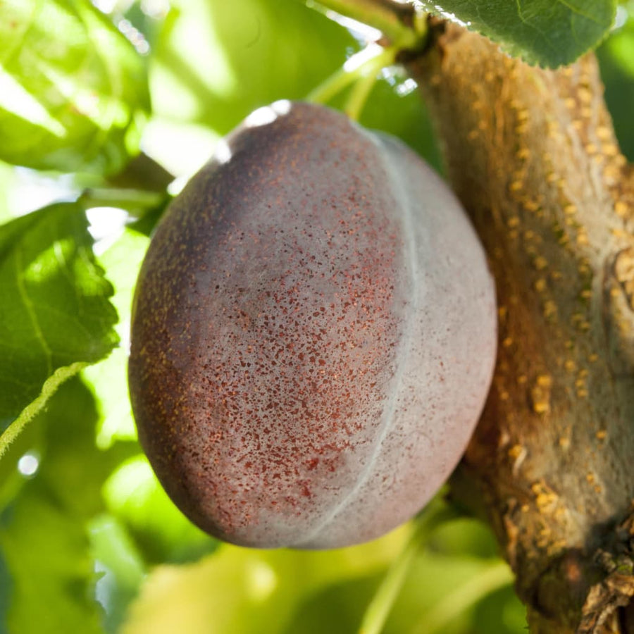 Prunus domestica 'Jubiläumspflaume'