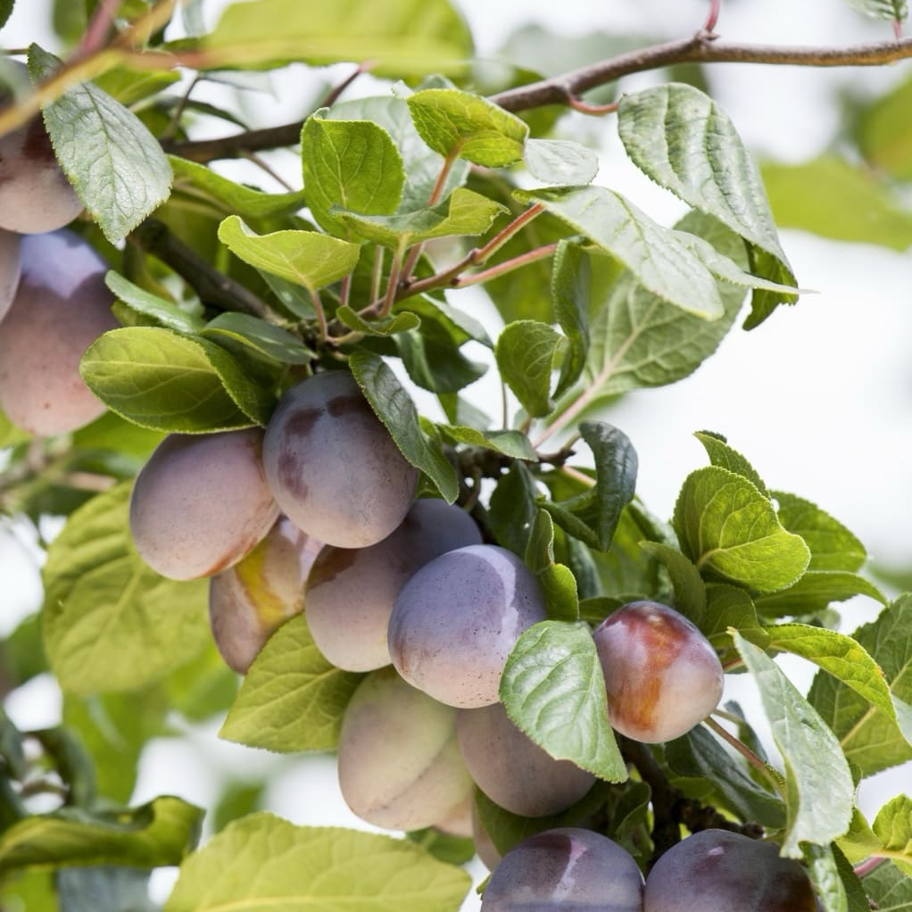 Prunus domestica 'Ruth Gerstetter'