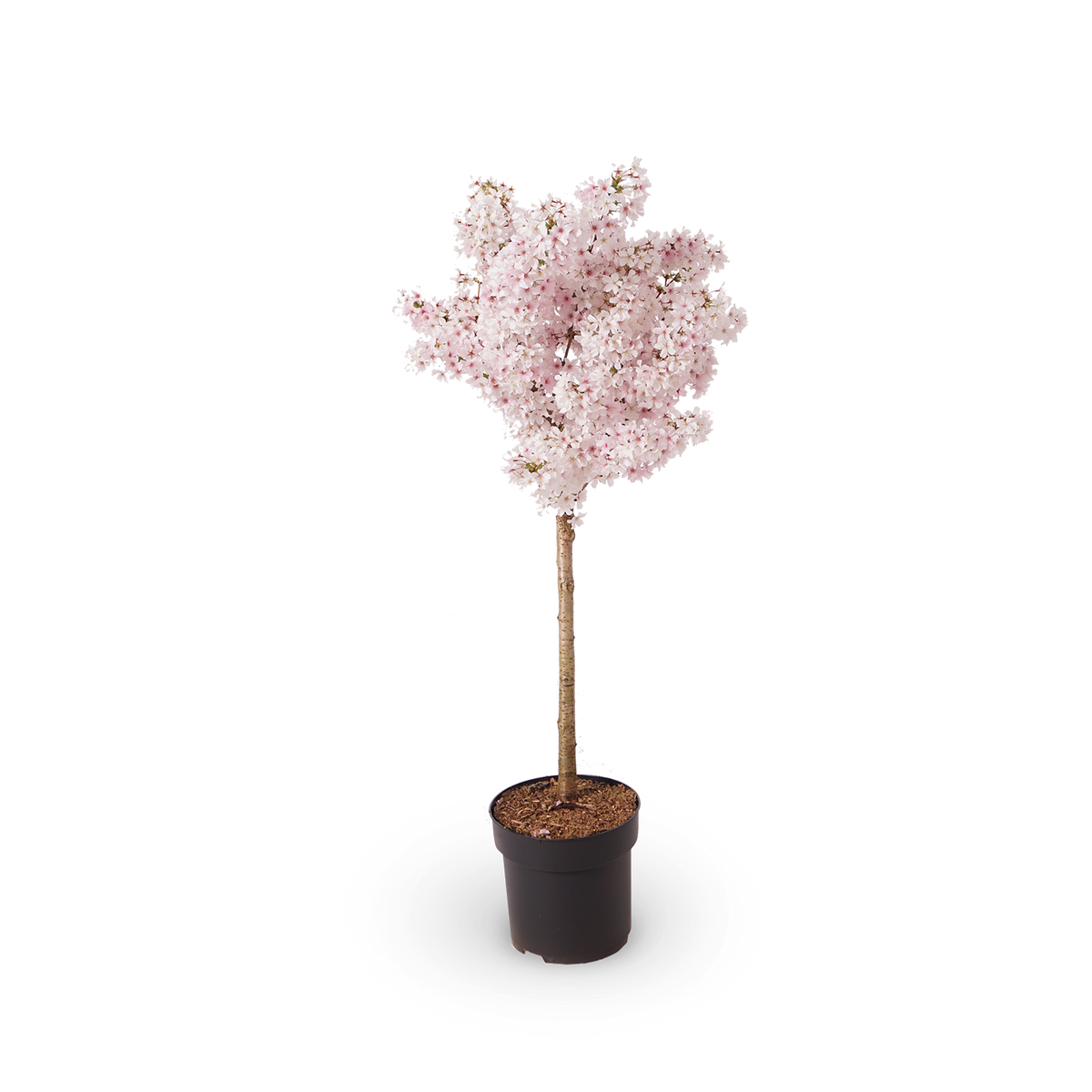 Prunus kurilensis 'Brillant'