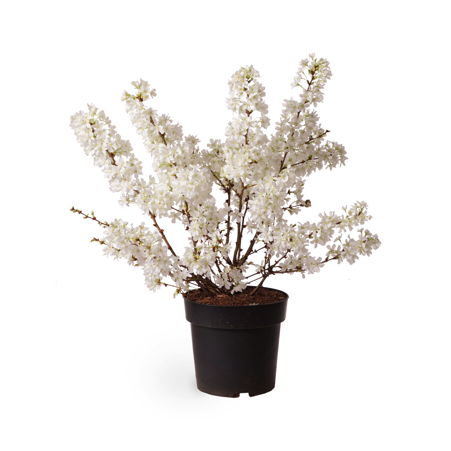 Prunus kurilensis 'Brillant'