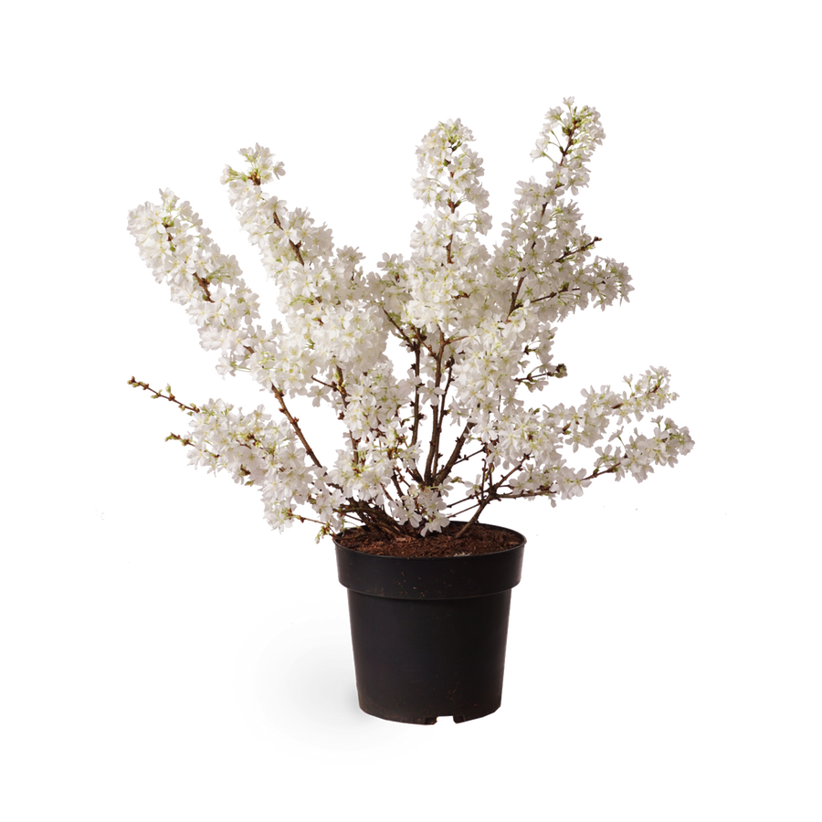 Prunus kurilensis 'Brillant'