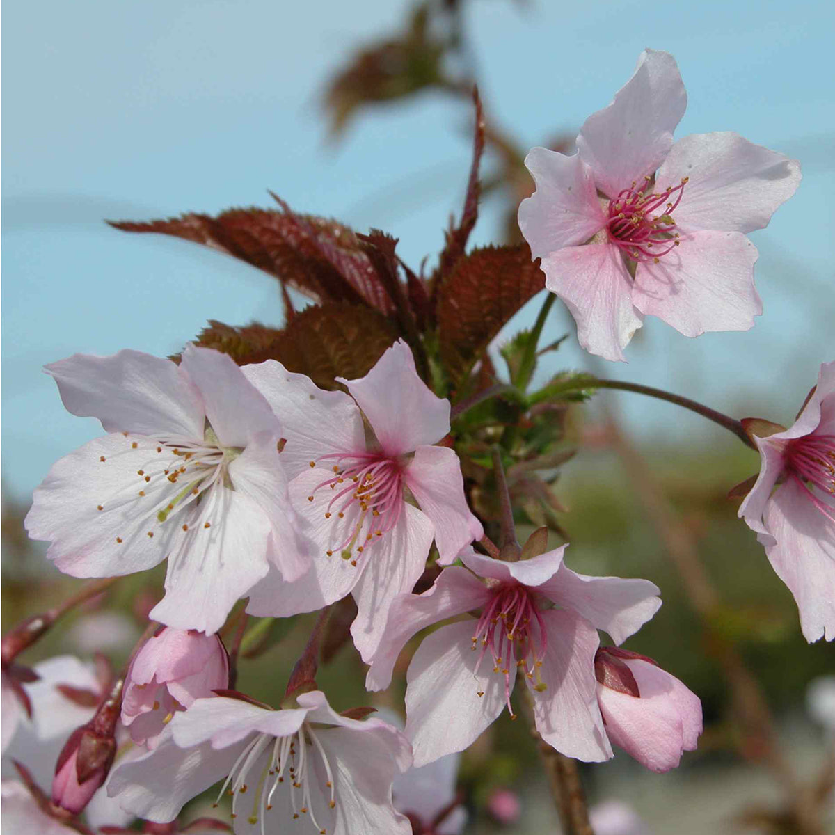 Prunus kurilensis 'Ruby'