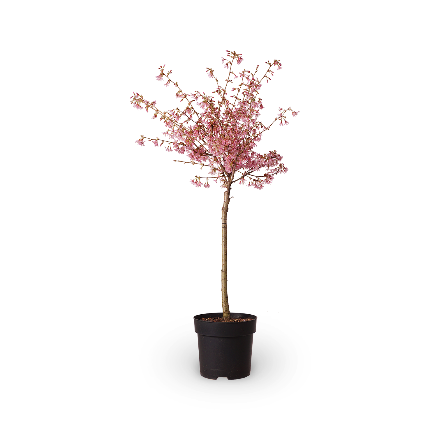 Prunus kurilensis 'Ruby'