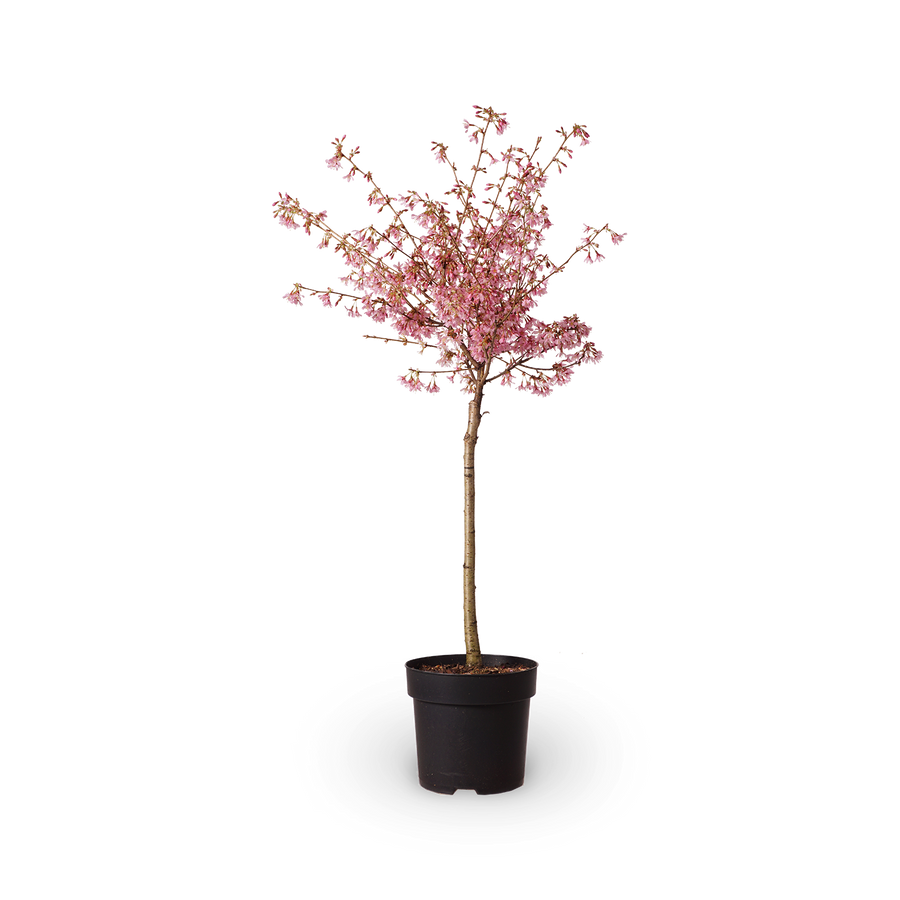 Prunus kurilensis 'Ruby'