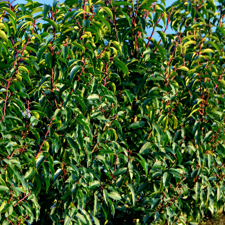Blätter der Prunus lusitanica 'Angustifolia'