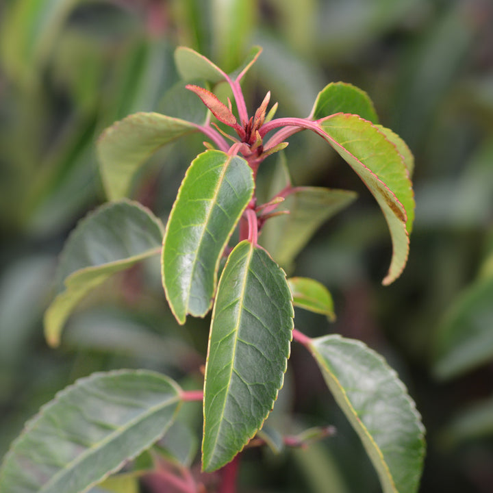 Knospen der Prunus lusitanica 'Angustifolia'
