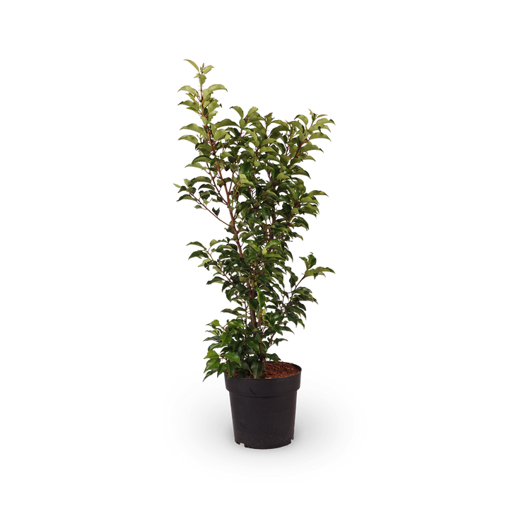 Prunus lusitanica 'Brenelia'®