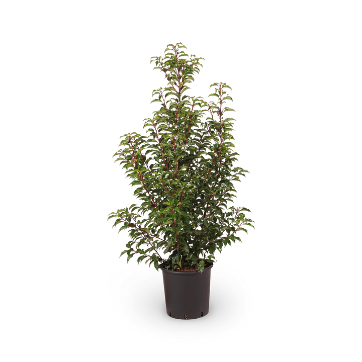 Prunus lusitanica 'Brenelia'®