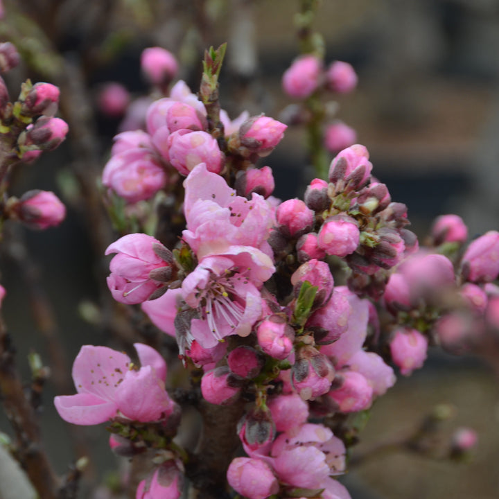 Blüten der Prunus nucipersia 'Nectapersica'