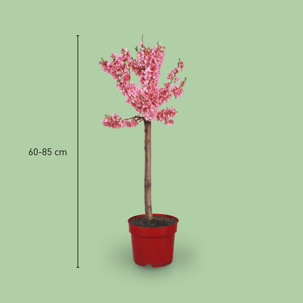 Größe des Prunus persica 'Bonanza'