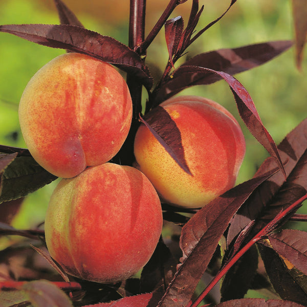 Früchte der Prunus persica 'Crimson Bonfire'