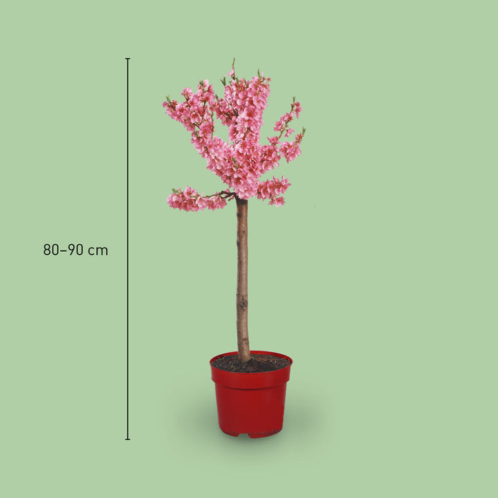 Größe der Prunus persica 'Crimson Bonfire'