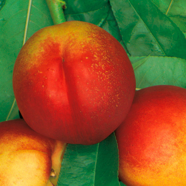 Frucht der Prunus persica 'Nectapersica'