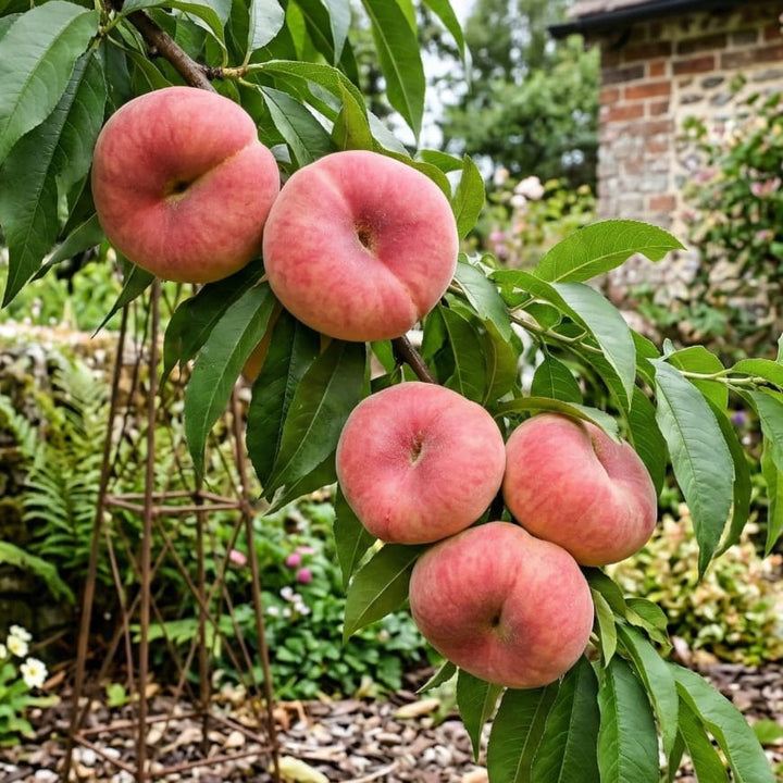 Prunus persica 'Sandwich'