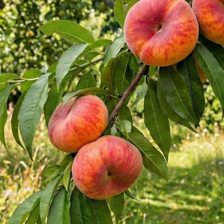 Prunus persica 'Saturne'