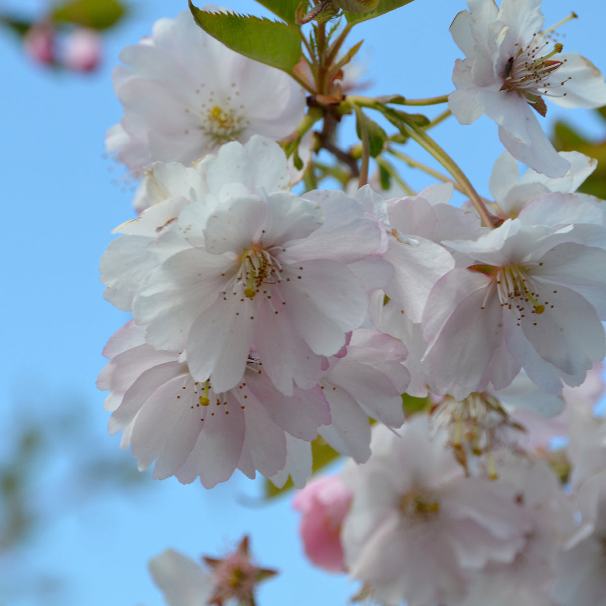 Prunus serrulata 'Accolade'