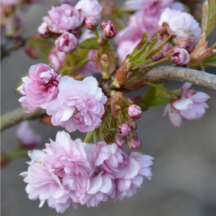 Prunus serrulata 'Kiku-shidare-zakura'