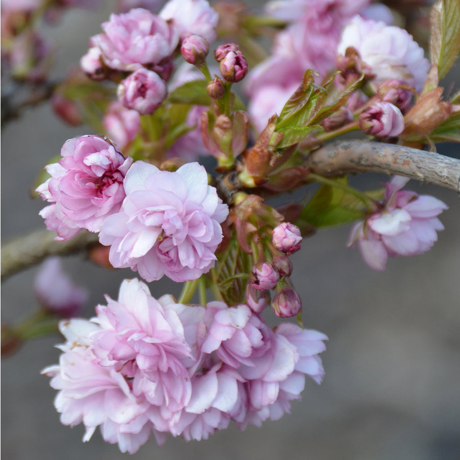 Prunus serrulata 'Kiku-shidare-zakura'