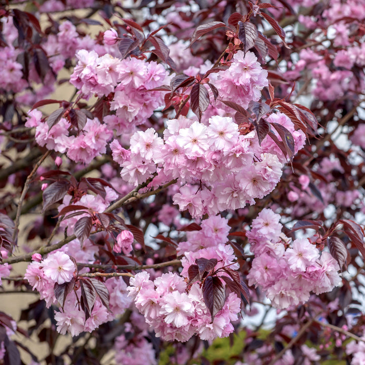 Prunus serrulata 'Royal Burgundy'