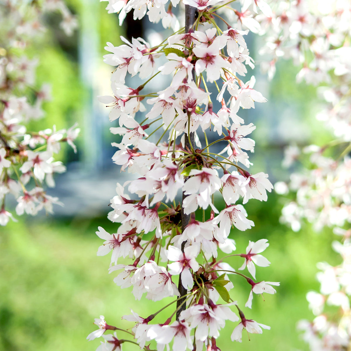 Prunus 'Snow Fountains'