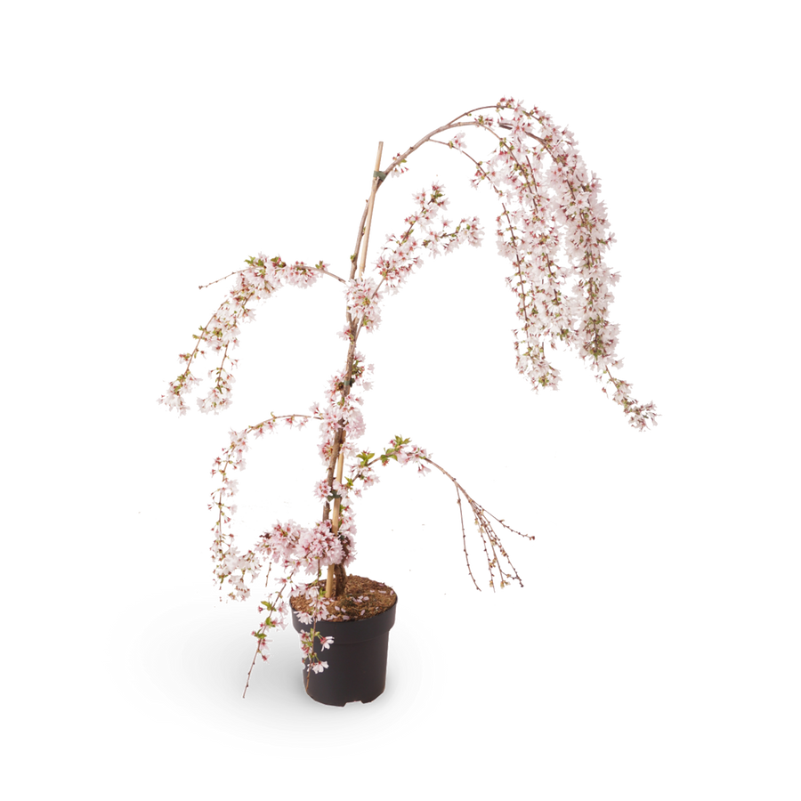 Prunus 'Snow Fountains'