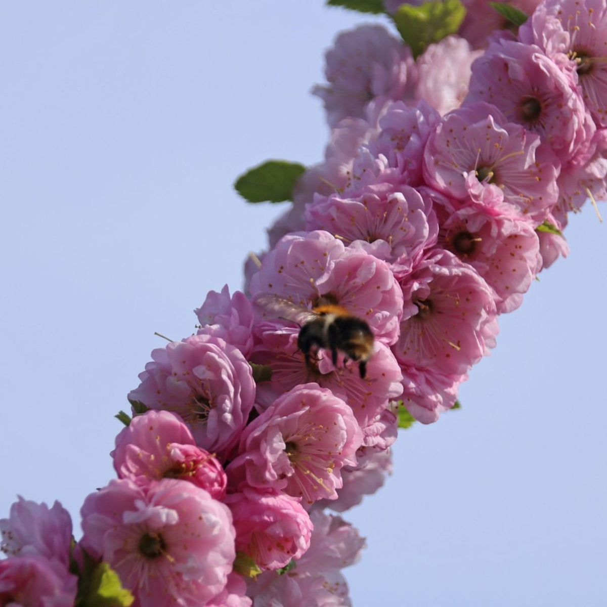 Prunus triloba 'Rosenmund'