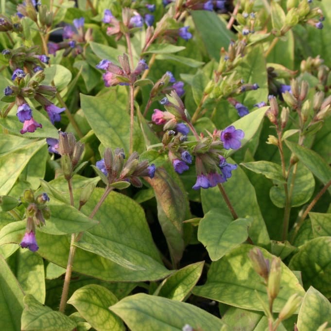 Pulmonaria dacica 'Blaues Meer'