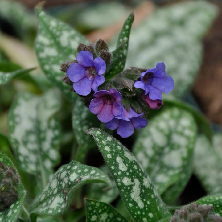Pulmonaria saccharata 'Trevi Fountain'®