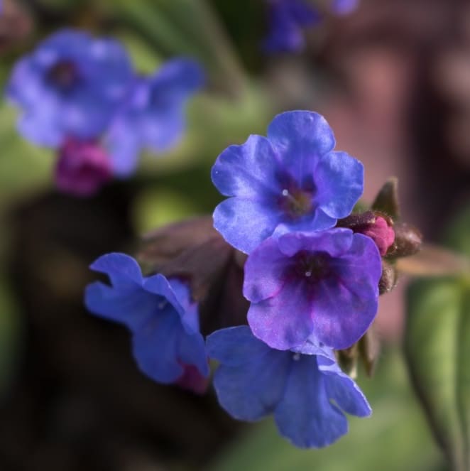 Pulmonaria saccharata 'Trevi Fountain'®
