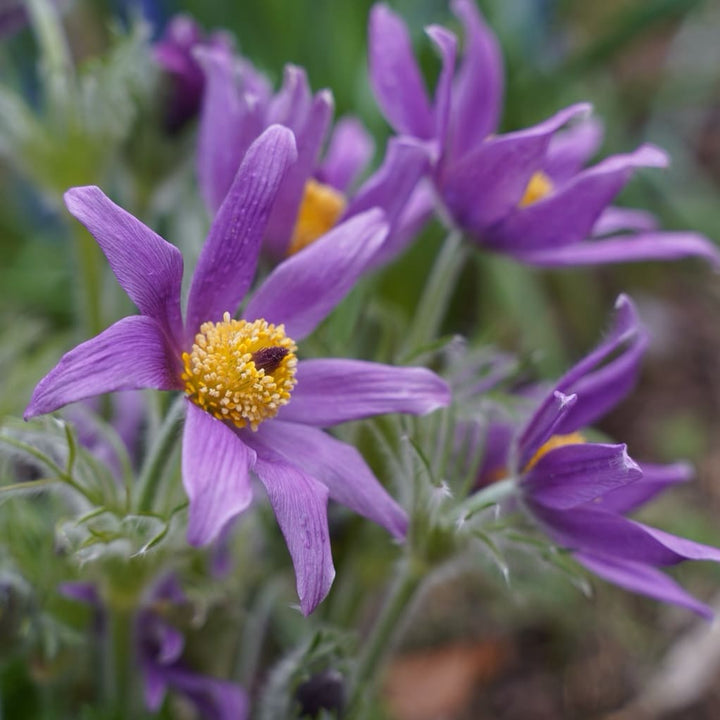 Pulsatilla vulgaris 'Pinwheel Blue Shades'