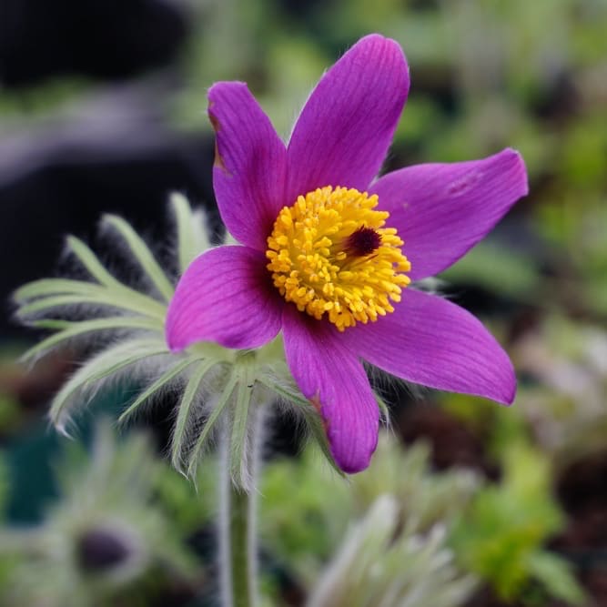 Pulsatilla vulgaris 'Pinwheel Blue Shades'