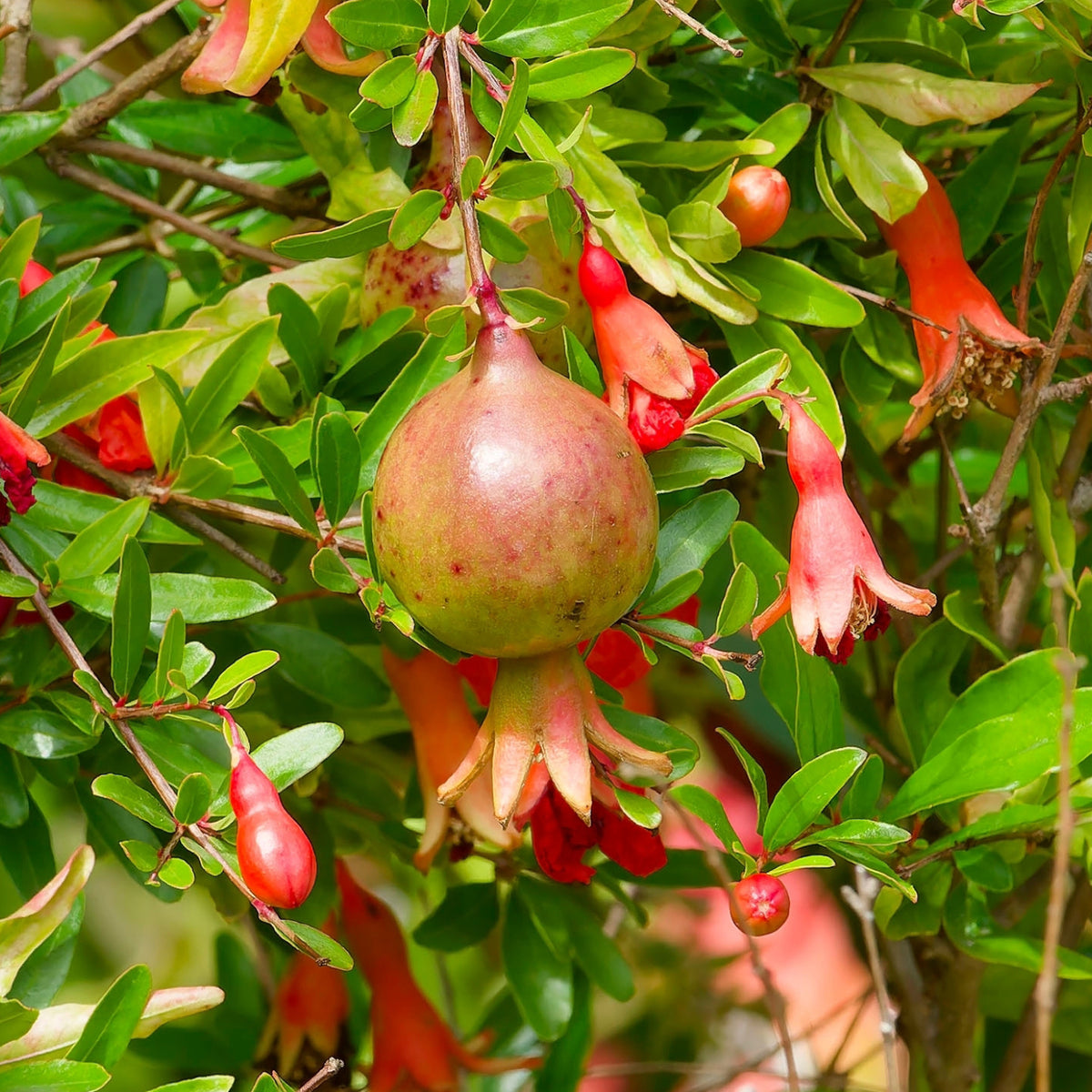 Frucht und Blüten der Punica granatum 'Nana'