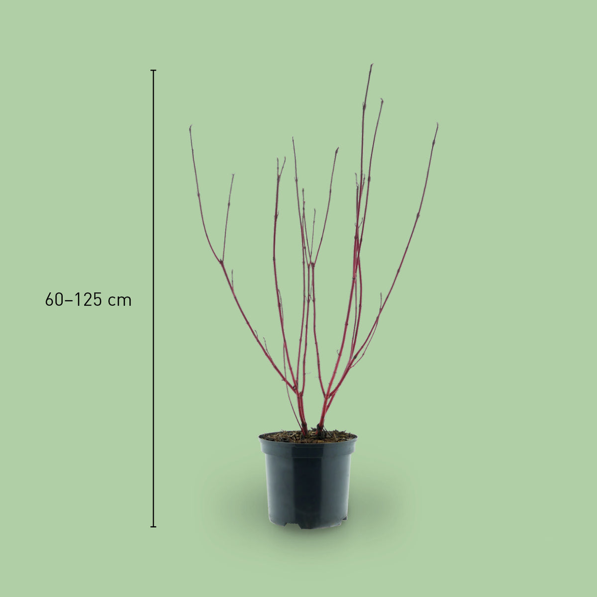 Größe des Purpur-Hartriegels 'Sibirica'