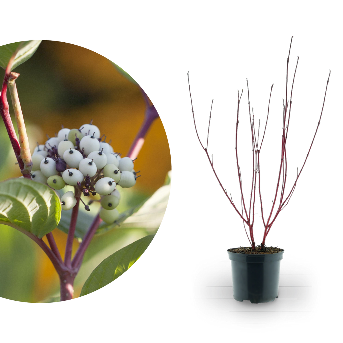 Purpur-Hartriegel 'Sibirica' Weiß