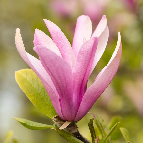 Blüte der Purpur-Magnolie 'Susan'