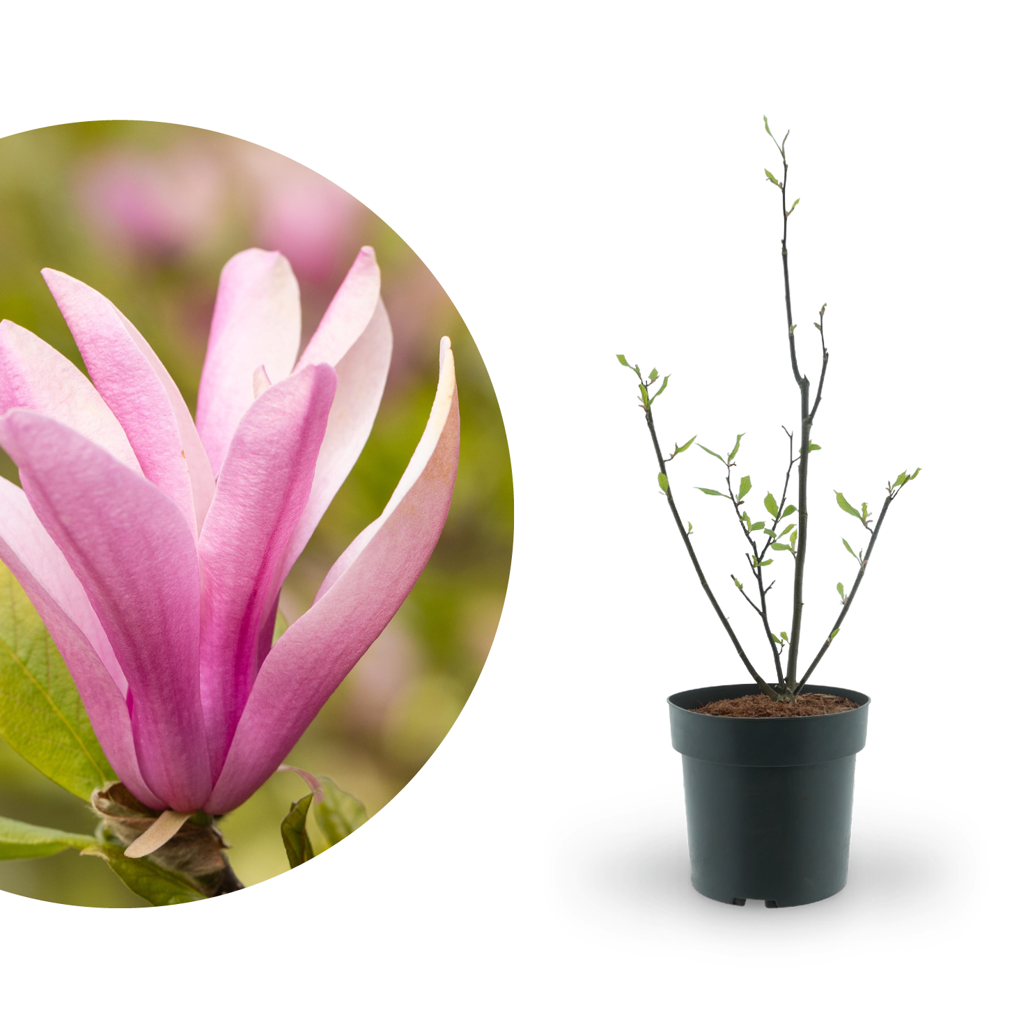 Purpur-Magnolie 'Susan' Purpur kaufen