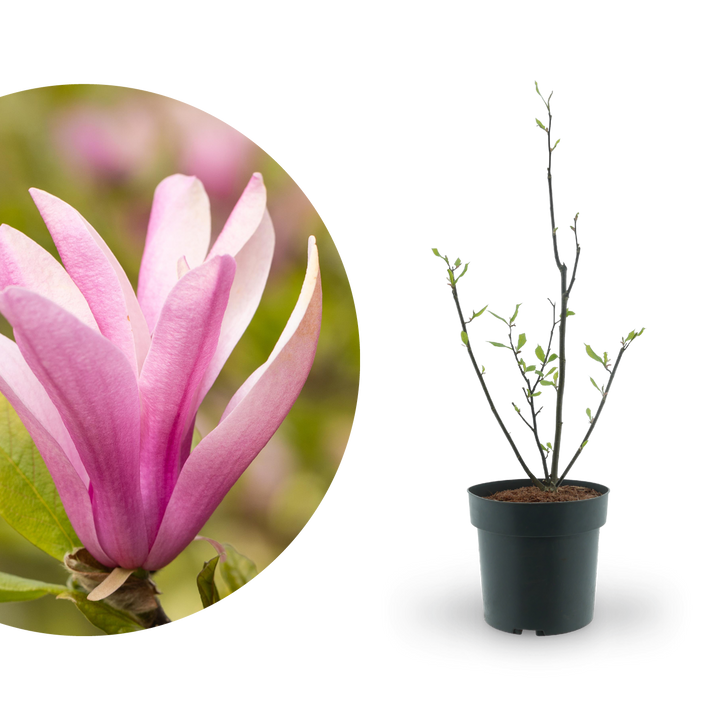 Purpur-Magnolie 'Susan' Purpur
