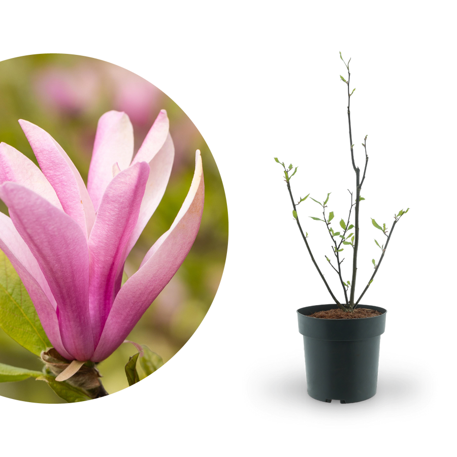 Purpur-Magnolie 'Susan' Purpur