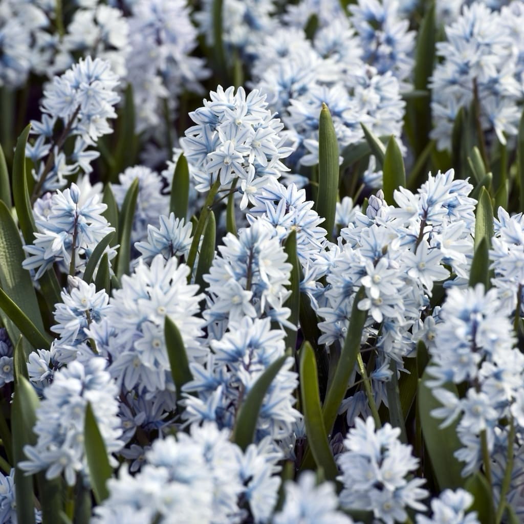 Puschkinie Blau