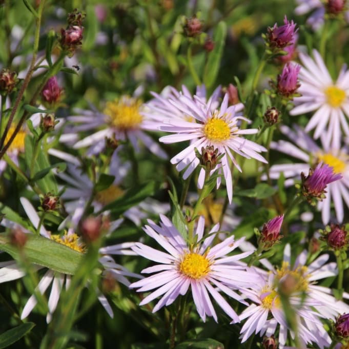 Pyrenäen-Aster 'Lutetia' Lila