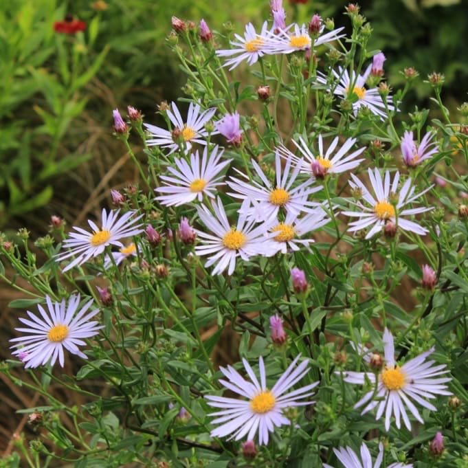 Pyrenäen-Aster 'Lutetia' Lila