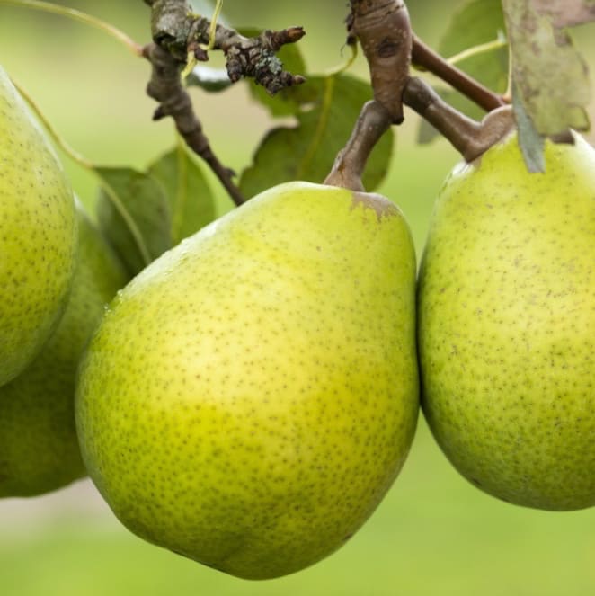 Pyrus communis 'Alexander Lucas'