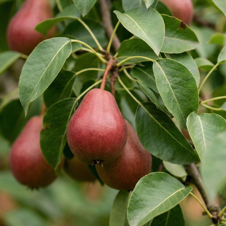 Pyrus communis 'Blutbirne'